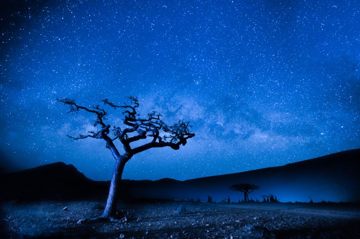 A frankincense tree under the stars, Socotra