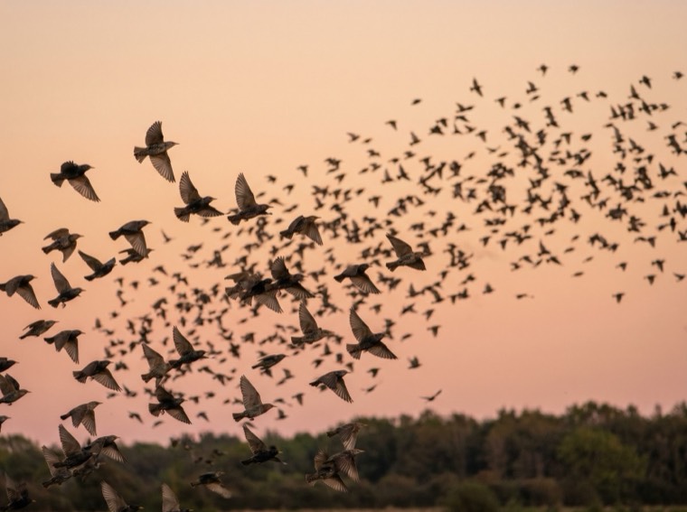 Starlings, the signal