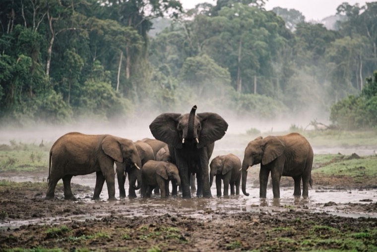 Elephant family, Congo
